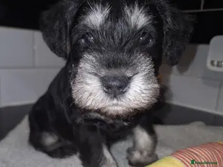 Miniature Schnauzer dogs 8 adorable miniature schnauzer puppies - Advert 1