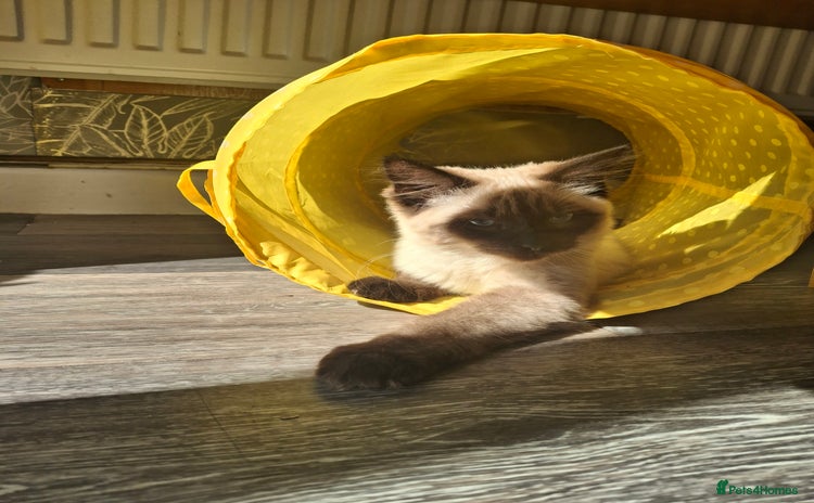 Ragdoll cats - Advert 14