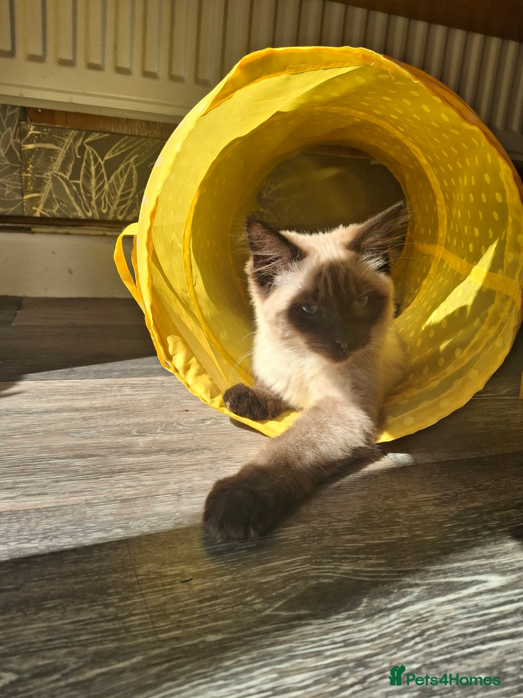 Ragdoll cats for sale: Ragdoll/maincoon - Image 1
