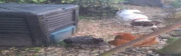 Chickens poultry for sale: 3 laying hens - Advert 2