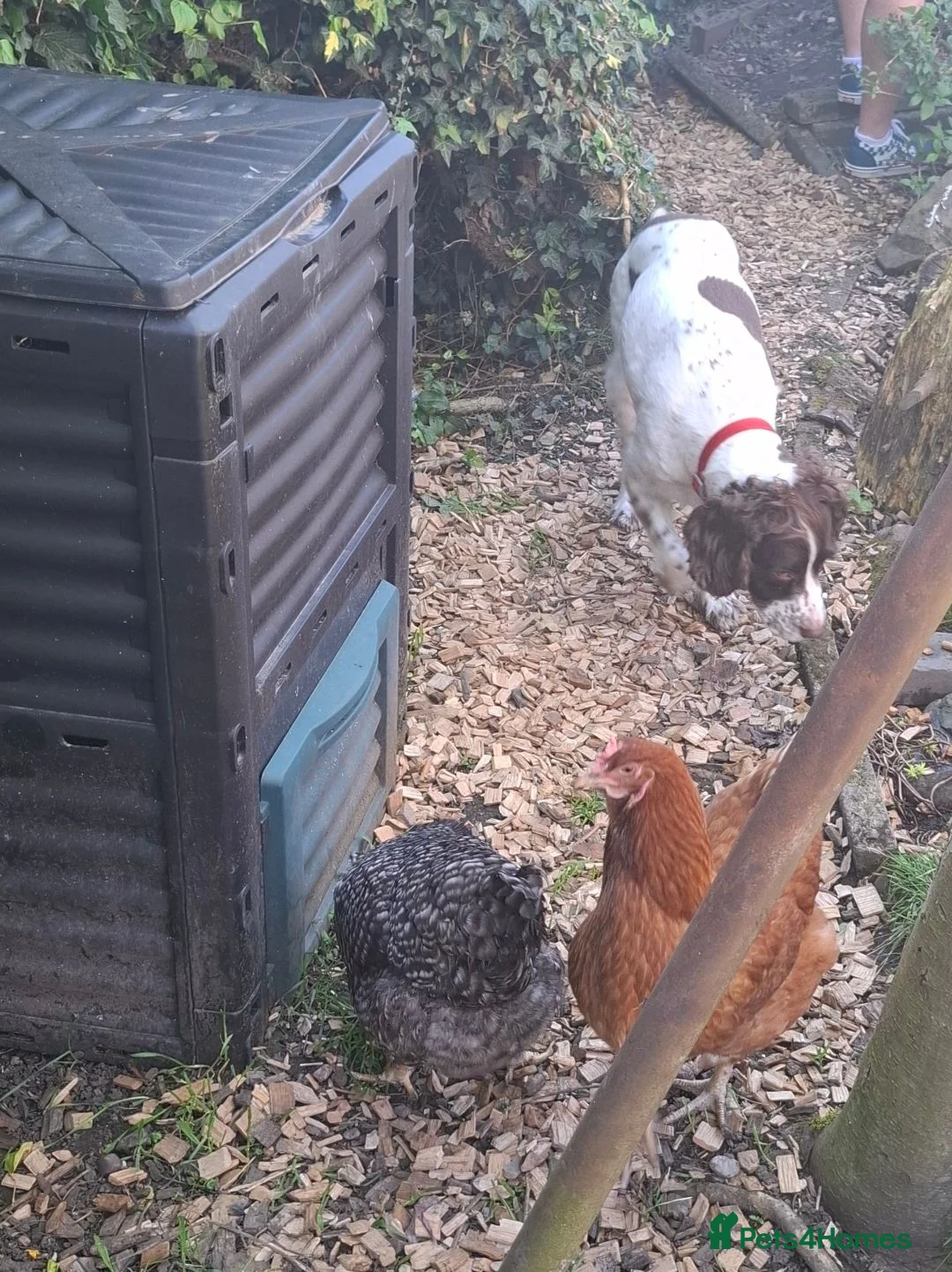 Chickens poultry for sale: 3 laying hens - Advert 2