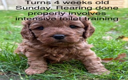 Cavapoo dogs for sale: 🔥 Waiting List for our next litter - F1 Cavapoos - Advert 3