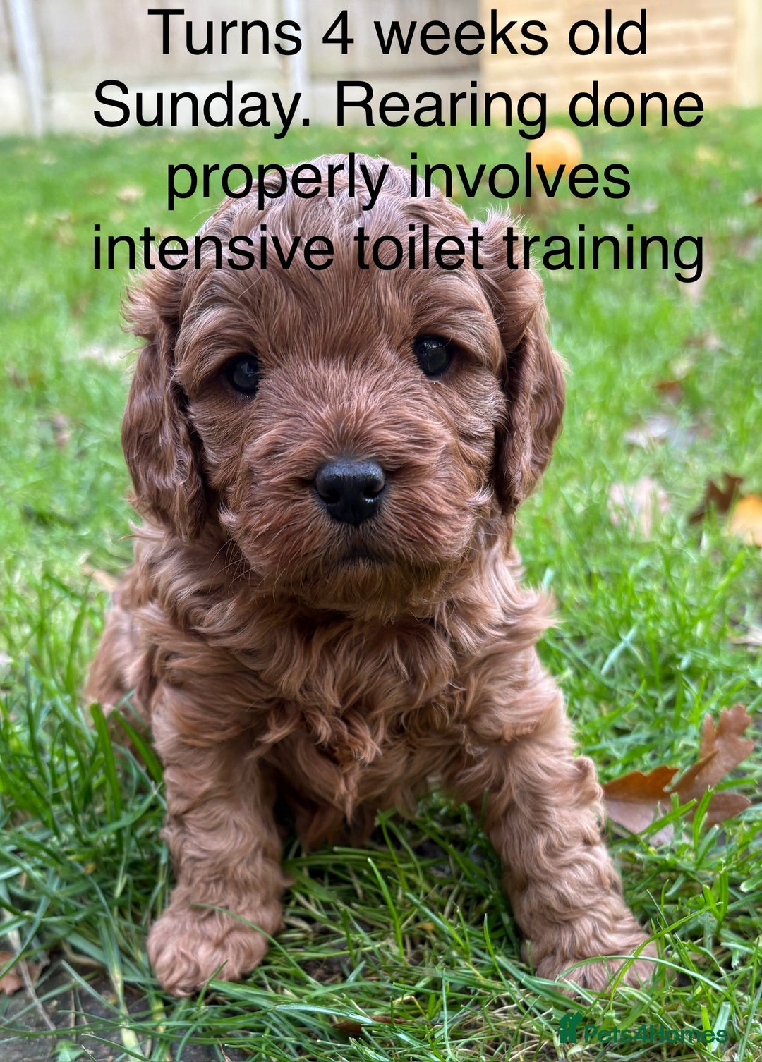 Cavapoo dogs for sale: 🔥 Waiting List for our next litter - F1 Cavapoos - Advert 3