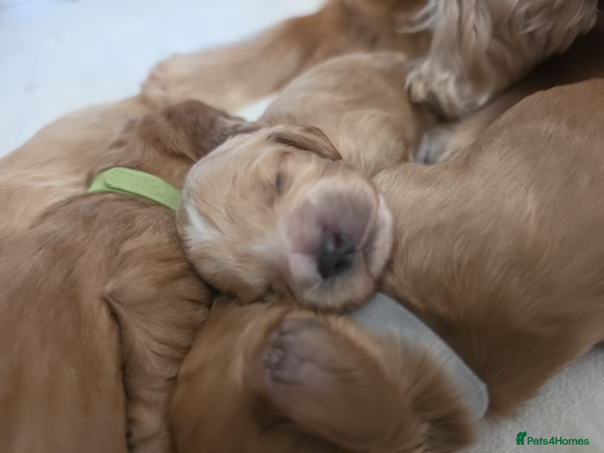 Cockapoo dogs for sale: Gorgeous F1 Cockapoo puppies  in Mansfield - Advert 7