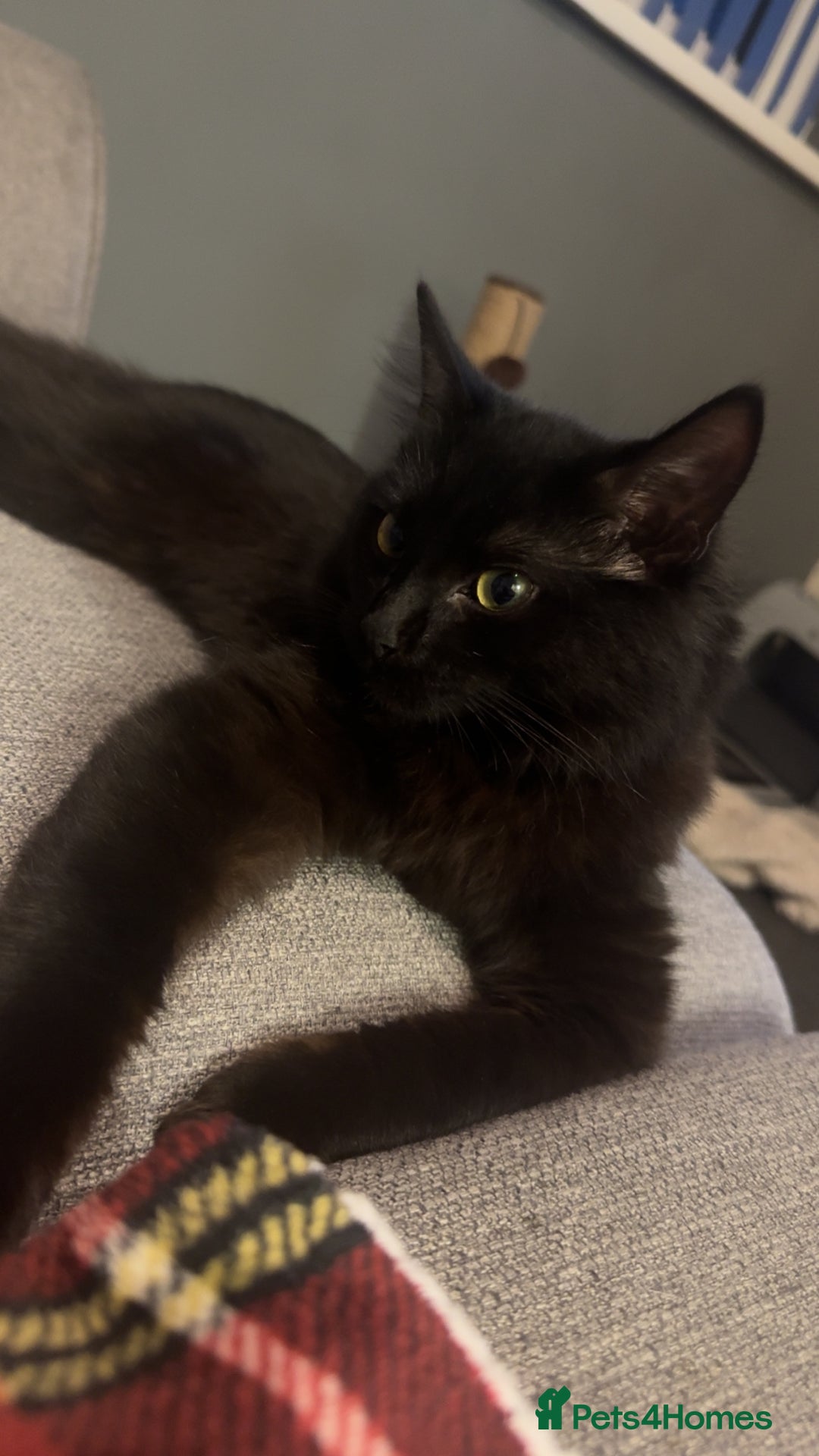 Mixed Breed cats for sale: 7 month old kitten  - Advert 3