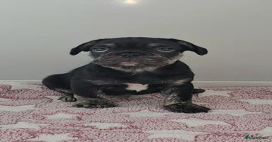 French Bulldog dogs - Advert 12