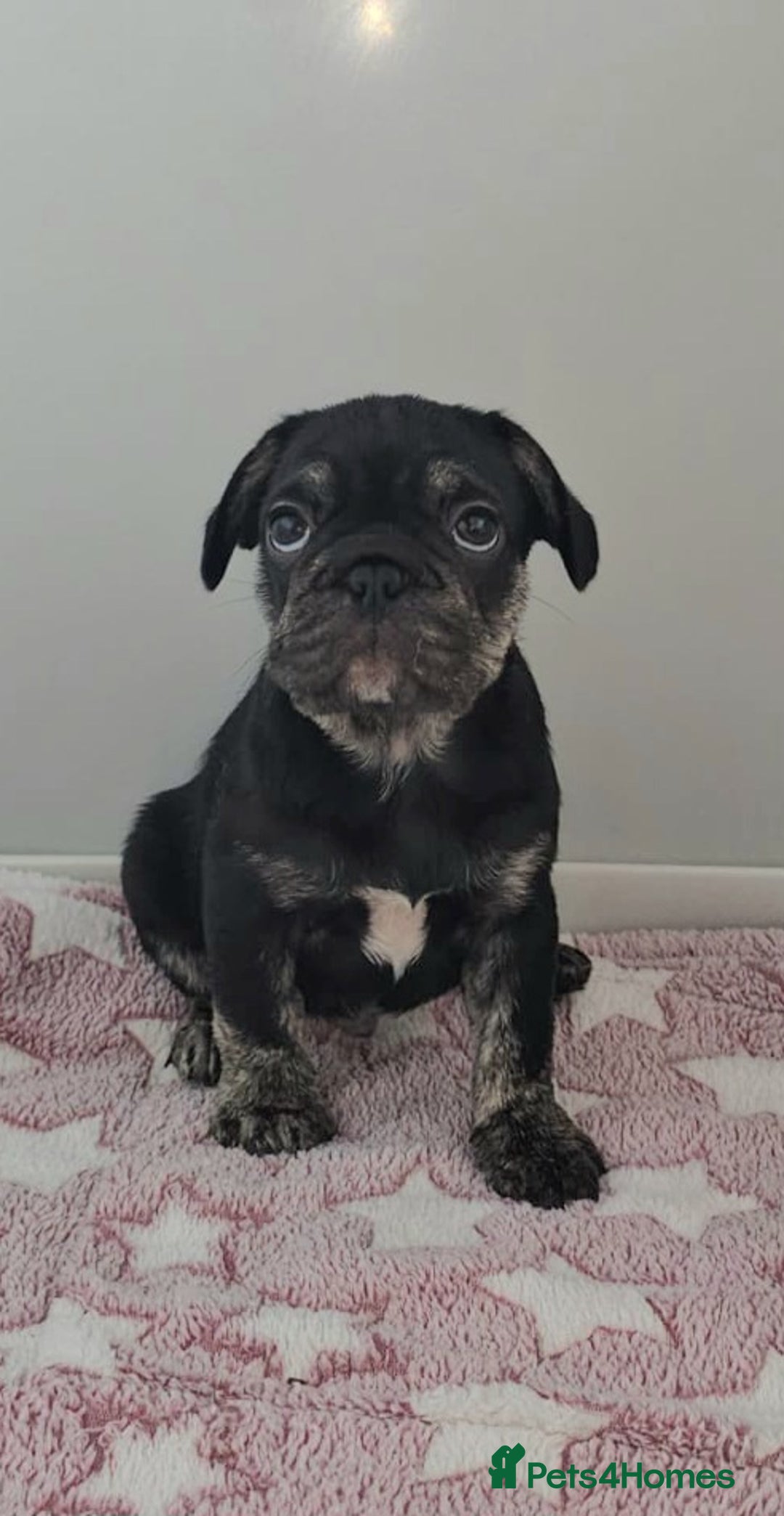 French Bulldog dogs for sale: Last black & tan boy available 😊 - Advert 1