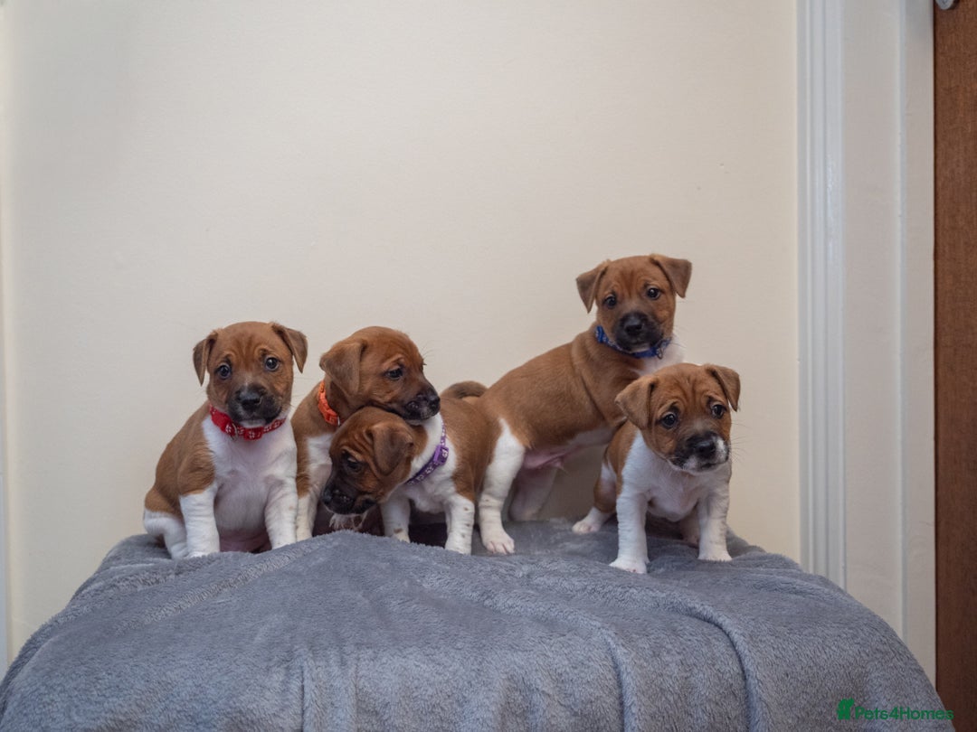 Plummer Terrier dogs for sale: Lovely Plummer Pupps - Advert 8