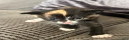 Mixed Breed cats for sale: Maine coon x ragdoll x kittens - Advert 14