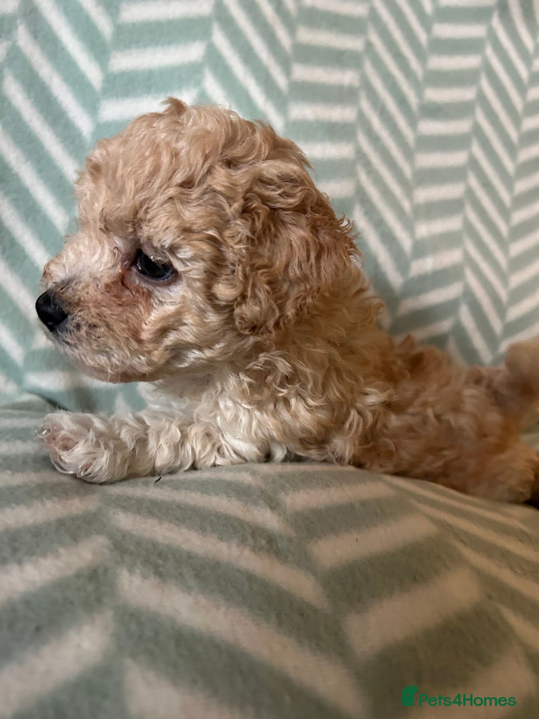 Mixed Breed dogs for sale: Beautiful Malshi-Poo Puppies (Shmoodles) ❤️ - Image 3