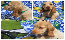 Cocker Spaniel dogs for sale: SHOW COCKERS READY NOW LAST LEMON BOY AND GIRL - Image 8