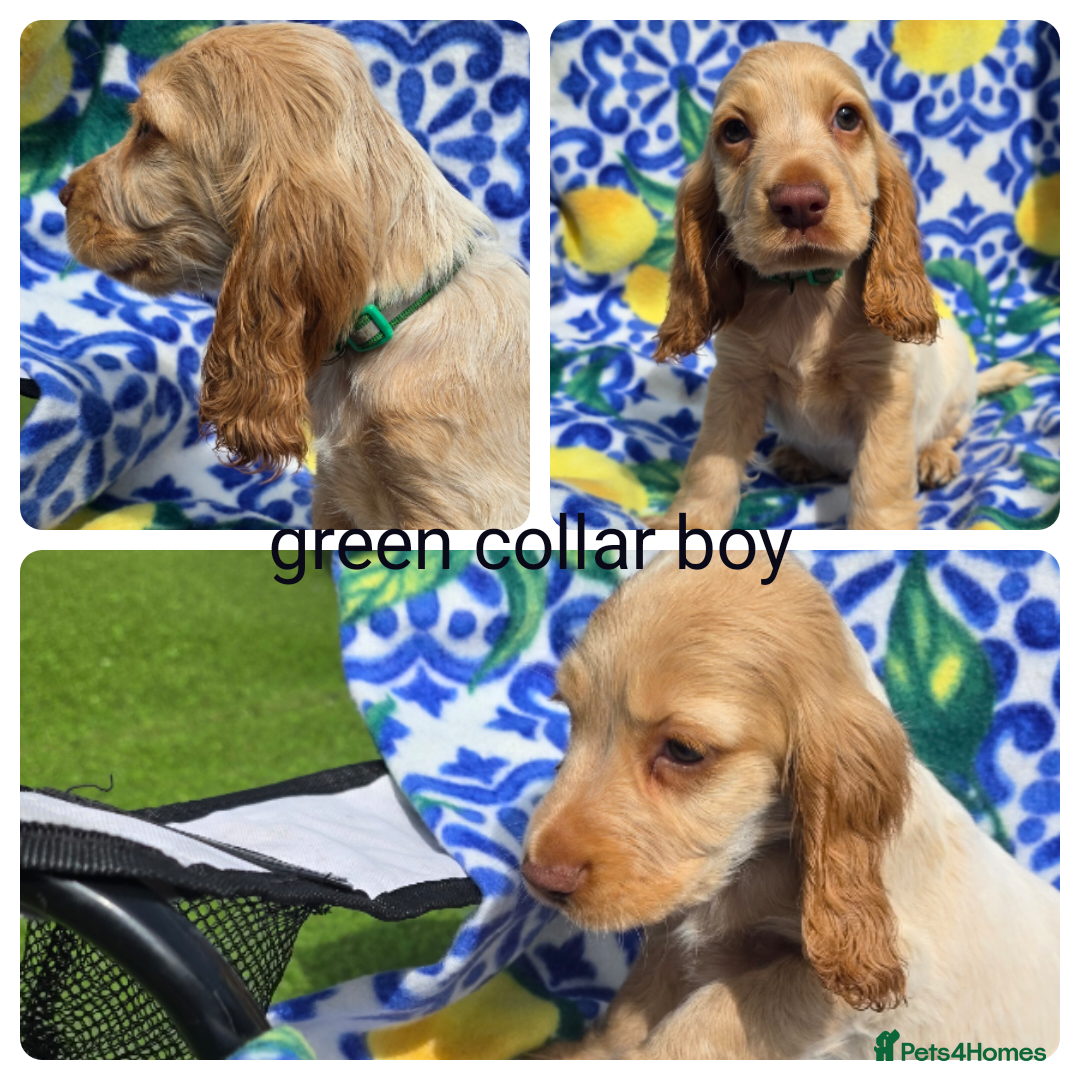 Cocker Spaniel dogs for sale: SHOW COCKERS READY NOW LAST LEMON BOY AND GIRL - Image 8