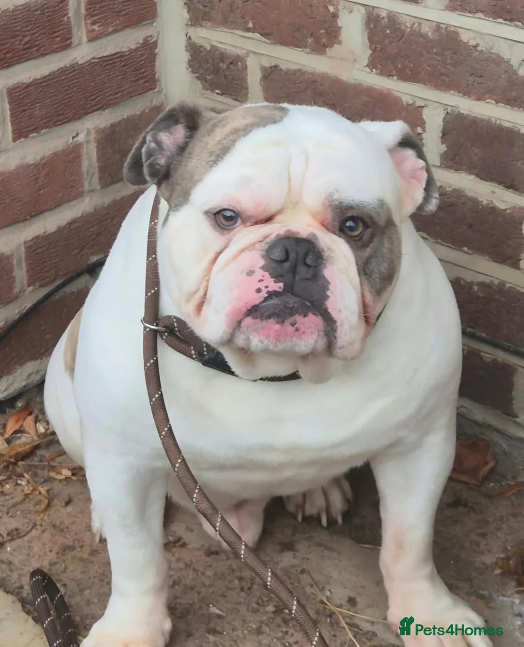 Olde English Bulldogge dogs for sale: 4 year old male  - Advert 7
