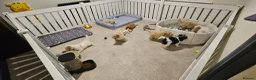 Mini Goldendoodle dogs for sale: F2B MINIATURE GOLDENDOODLES 🐾 FULLY VACCINATED ❤️ - Advert 15