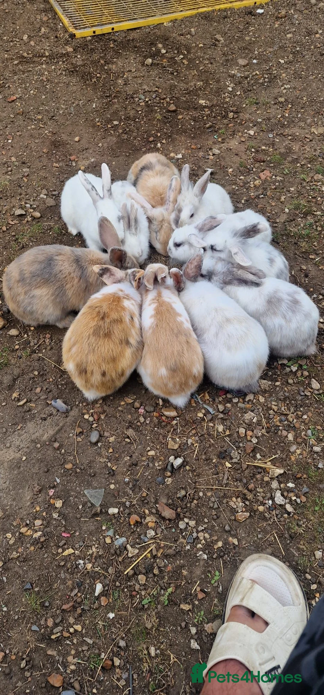 Mixed Breed rabbits for sale: Rabbits for sale in Wembley - Advert 2
