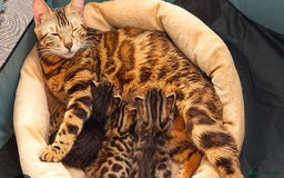 Bengal cats for sale: 2 Female Pure Bengals Ready For A New Home 🏡 - Advert 12