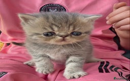 Exotic cats for sale: Exotic pedigree kittens  - Image 4