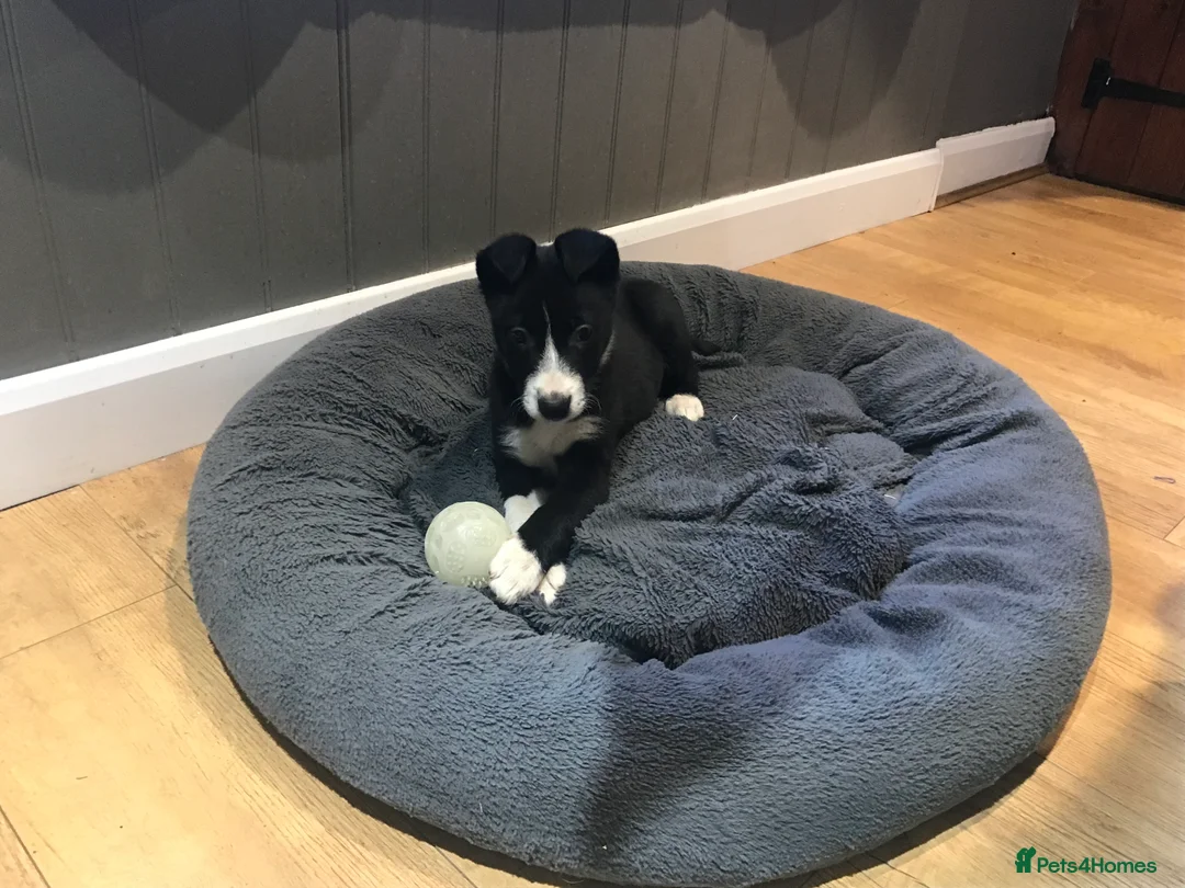Border Collie dogs for sale: Male Border Collie Pup 10 weeks old - Advert 2