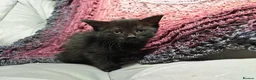 Mixed Breed cats for sale: Wonderful blue-eyed little ones. - Advert 4