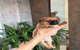 Pug dogs for sale: Adorable Pug x Pomeranian Puppies, Ready Today. - Image 17