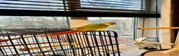 Conures birds for sale: Bonding Pair of Conures  - Advert 3