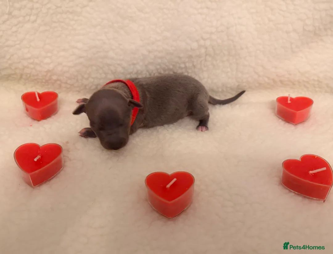 Italian Greyhound dogs for sale: Italian greyhound puppies - Advert 7