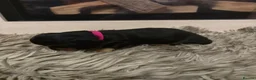 Dachshund dogs for sale: 7 Beautiful Dachshund Puppies - Advert 10