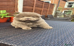 Chow Chow dogs for sale: 💫Stunning Chows Available 🥰❤️ - Image 11