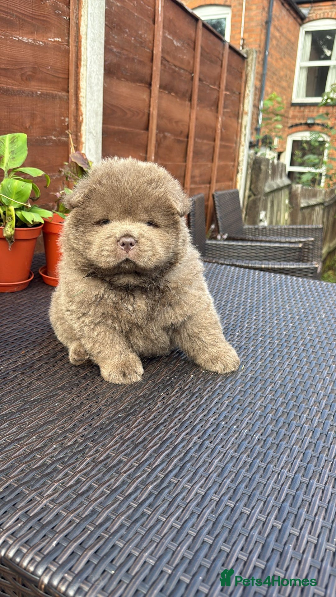 Chow Chow dogs for sale: 💫Stunning Chows Available 🥰❤️ - Image 11