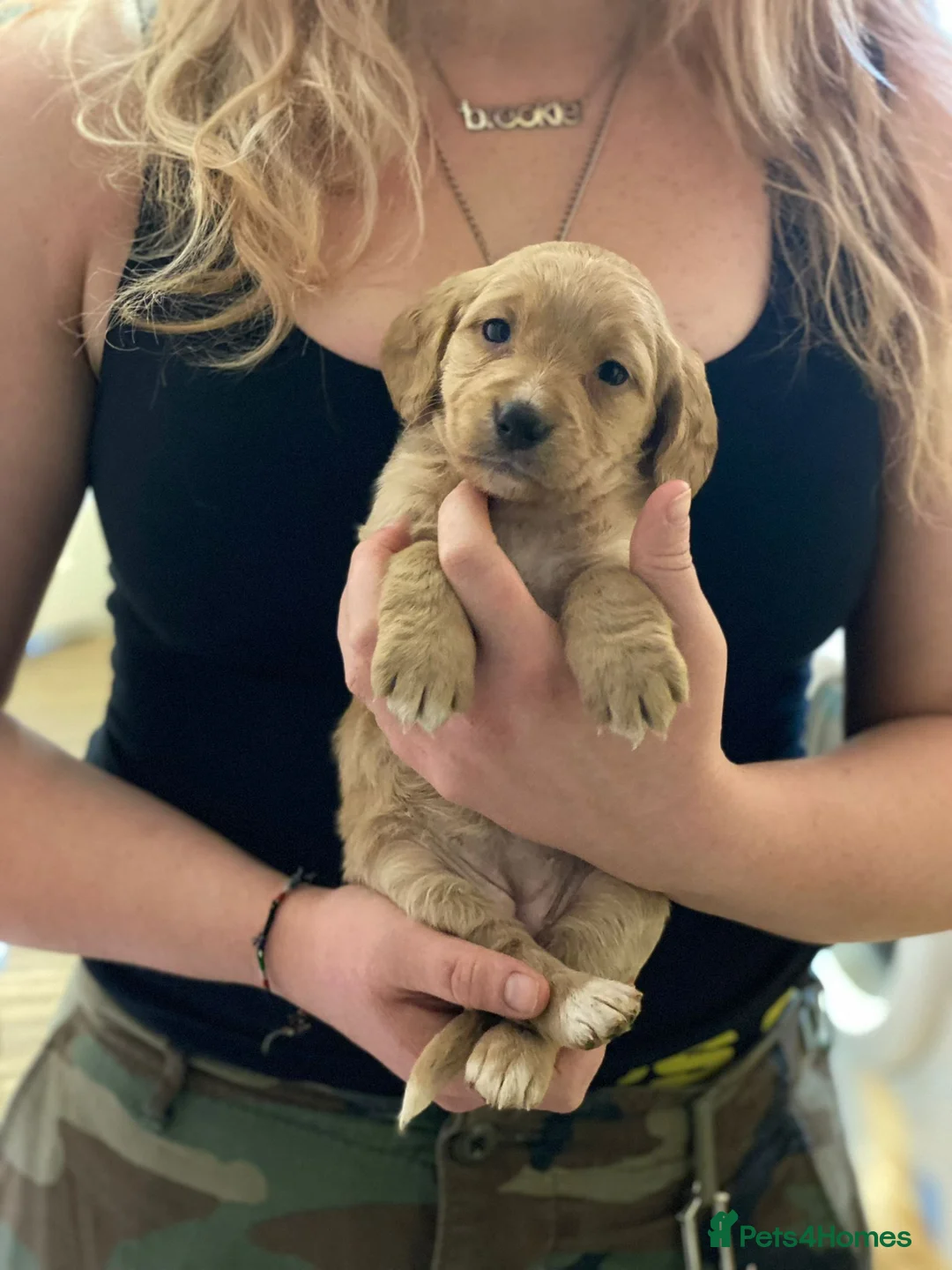 Mixed Breed dogs for sale: 9 Beautiful Puppies for sale - Advert 8