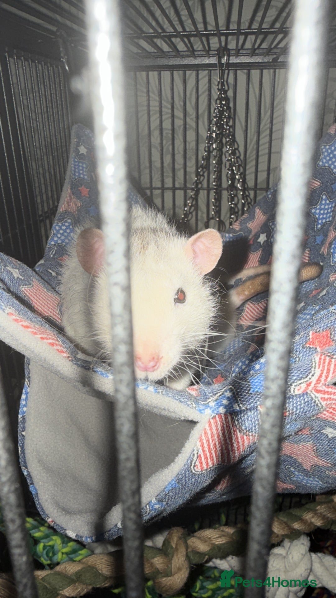 Rat rodents for sale: 3 lovely boys  - Advert 4