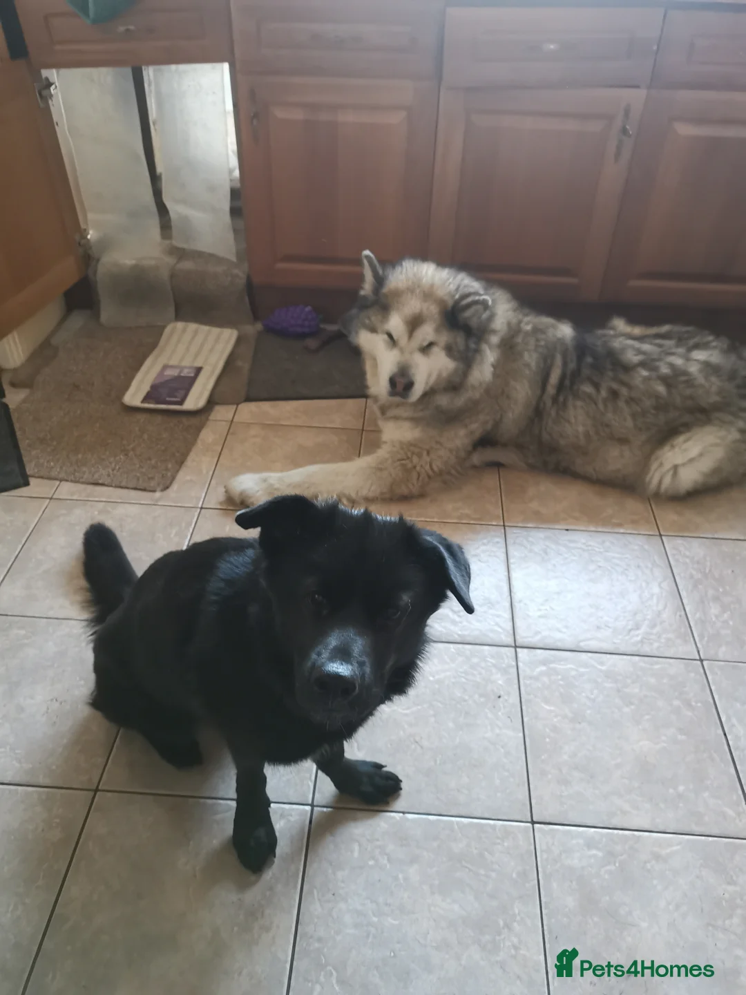 Sheprador dogs for sale: Sweet Sheprador Storm looking for Love  in Congleton - Advert 1