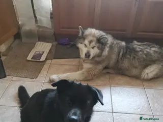 Sheprador dogs Sweet Sheprador Storm looking for Love in Congleton - Advert 8