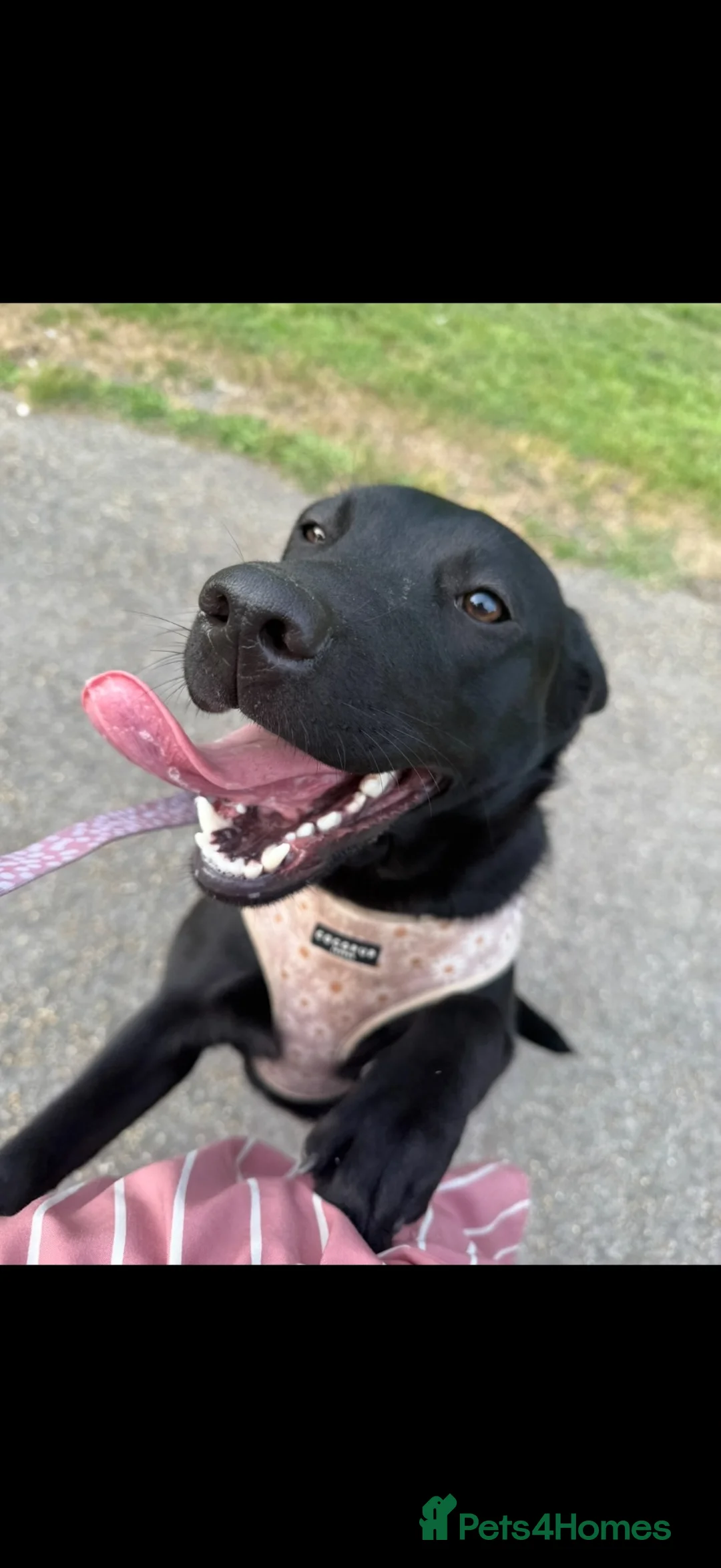 Labrador Retriever dogs for sale: Labrador for sale  in Havant - Advert 2