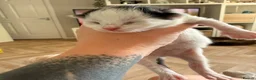 Mixed Breed cats for sale: 3 stunning British shorthair x Turkish van kittens in Rochdale - Advert 5