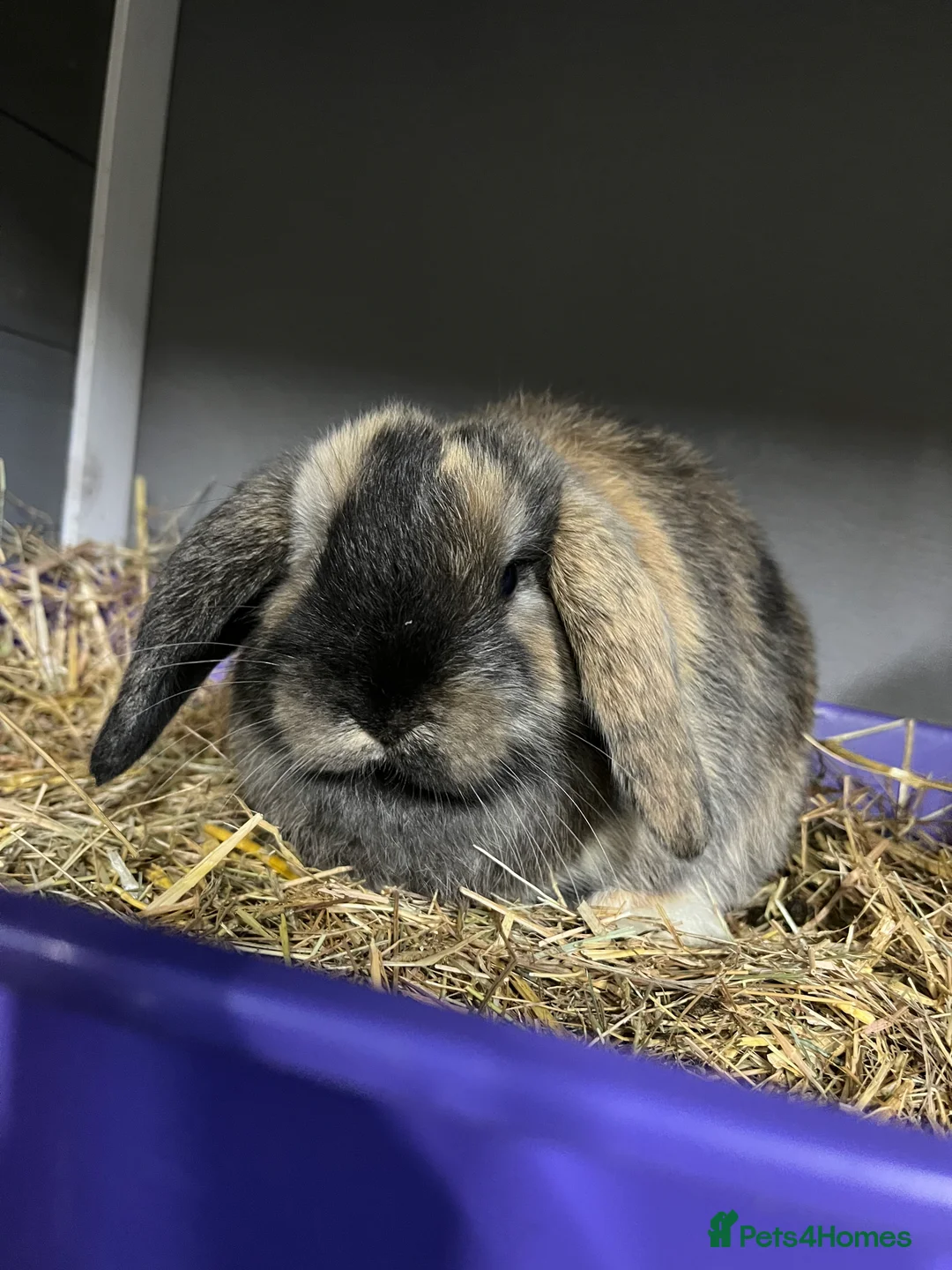 Mini Lop rabbits for sale: Mini Lop Bunnies - Advert 4