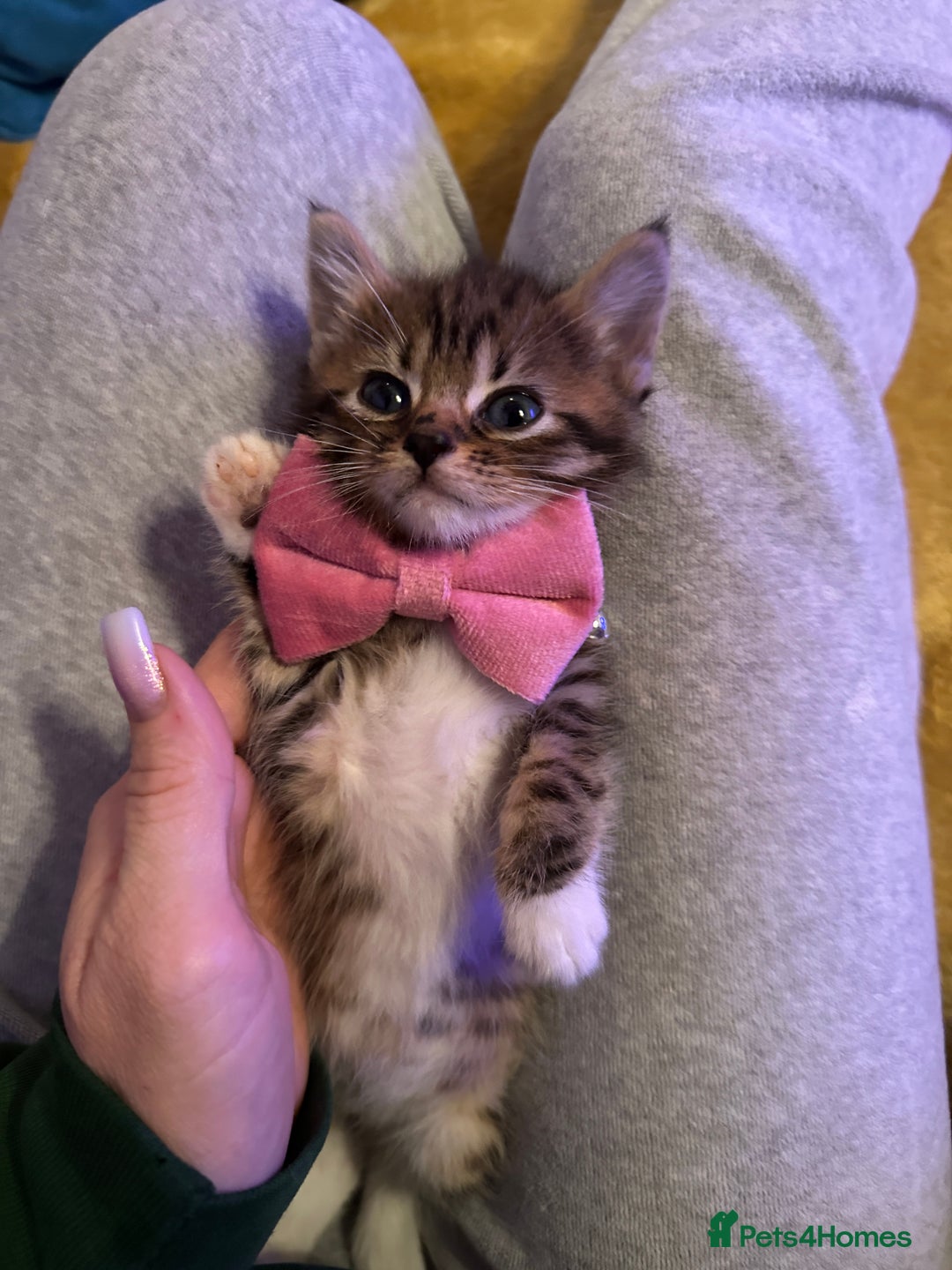 Mixed Breed cats for sale: Ragdoll Cross Kittens, 2 boys 1 girl - Advert 39