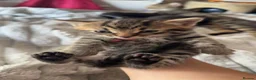 Mixed Breed cats for sale: Lovely fluffy kitten's  in Oxford - Advert 9