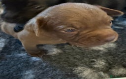 Mixed Breed dogs for sale: Frocks  - Image 24