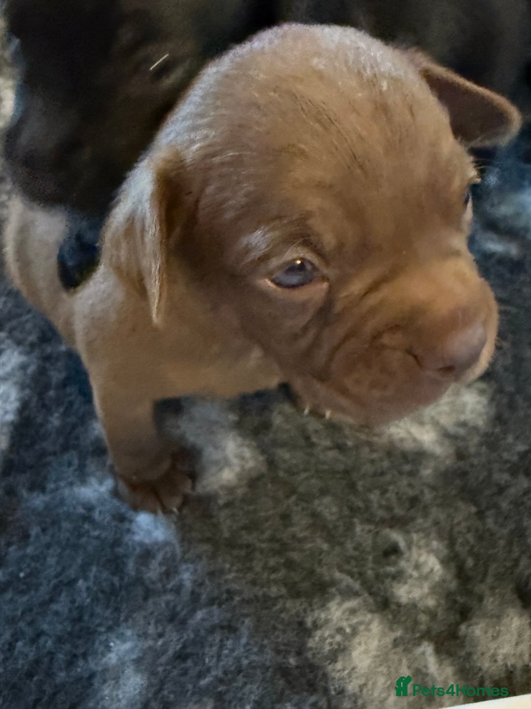 Mixed Breed dogs for sale: Frocks  - Image 24