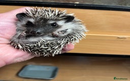 Pygmy Hedgehog rodents for sale: Pygmy hoglets ready now!Stunning 8wk friendly baby - Image 5