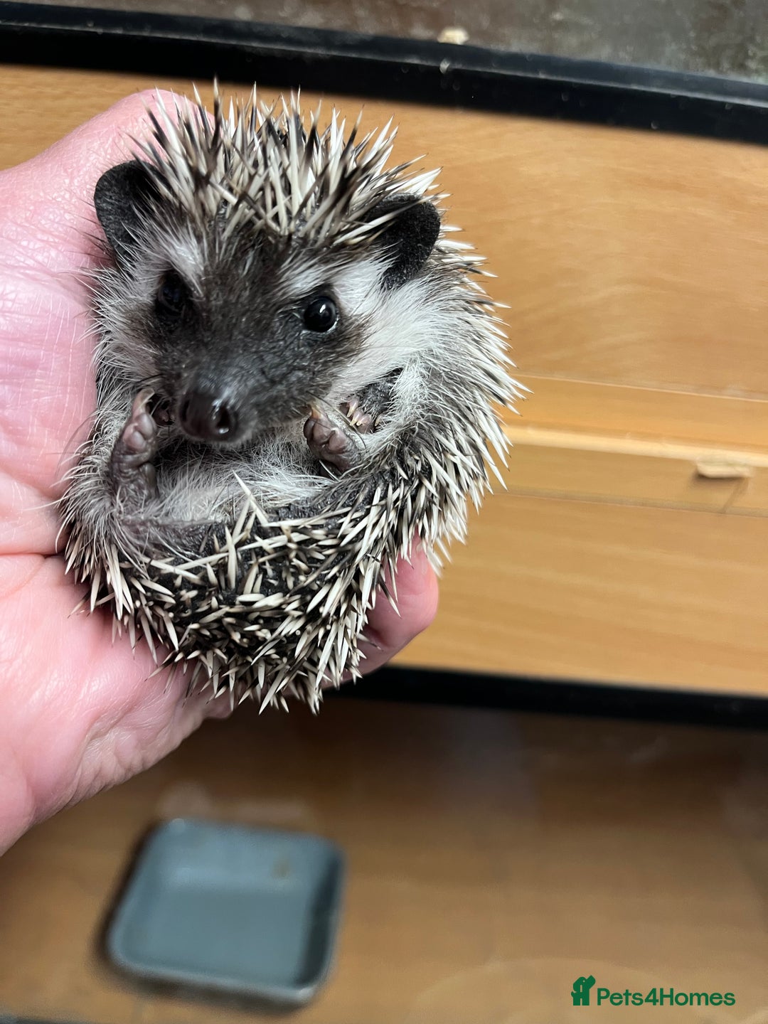 Pygmy Hedgehog rodents for sale: Pygmy hoglets ready now!Stunning 8wk friendly baby - Image 5
