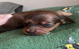 Miniature Dachshund dogs for sale: long haired shaded red Miniature dachshunds  - Advert 6
