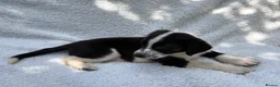 Mixed Breed dogs for sale: German shepherd mix puppies! - Advert 4