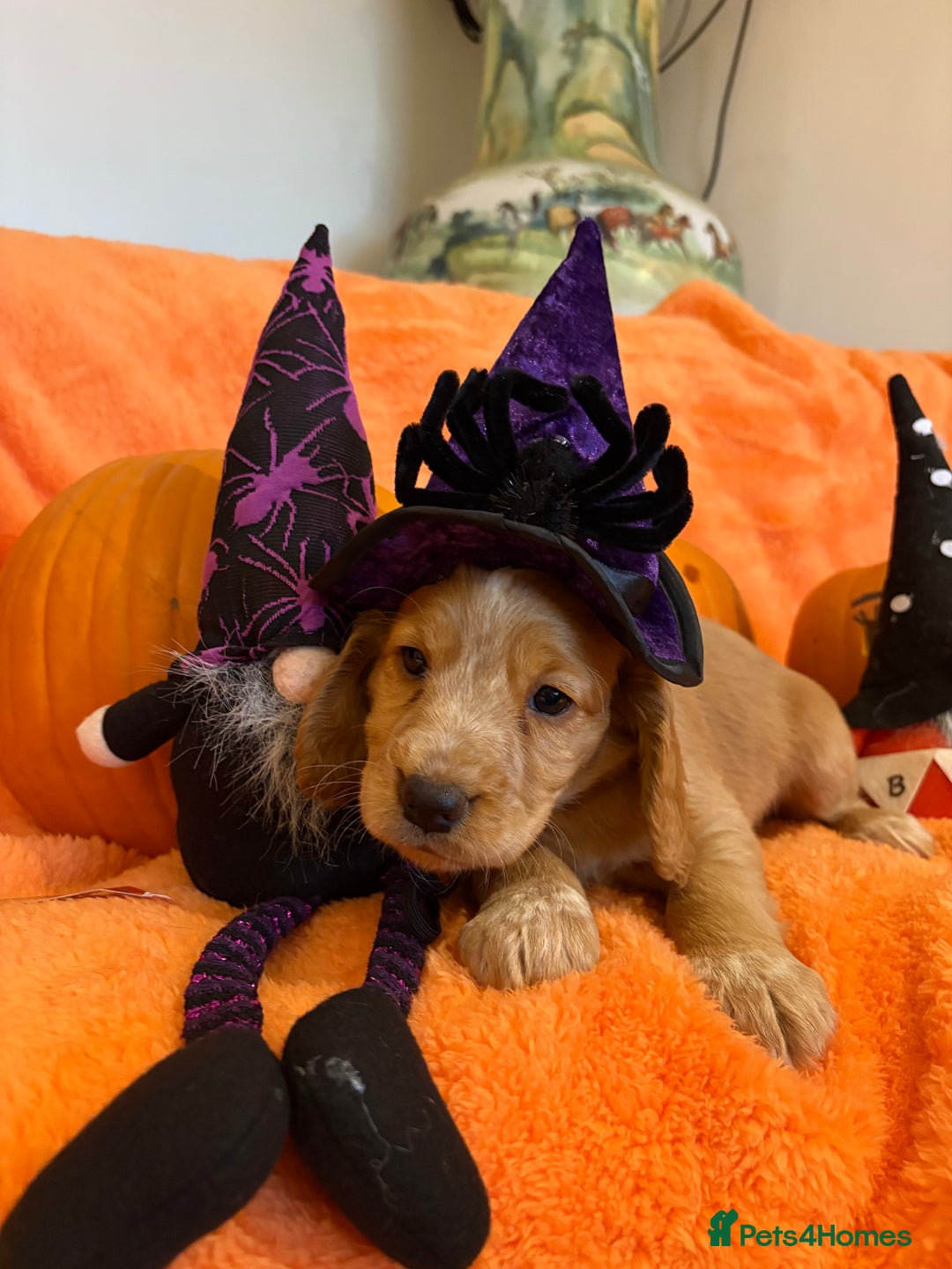 Cocker Spaniel dogs for sale: Cocker spaniels  - Image 13