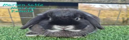 Mini Lop rabbits for sale: Various Adult Mini Lops  - Advert 4