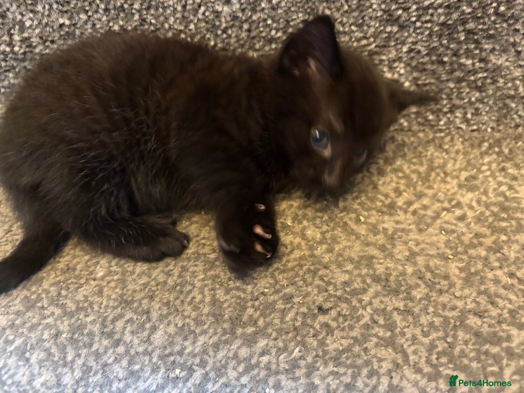 Mixed Breed cats for sale: 2 gorgeous kittens - Image 10