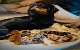 Miniature Dachshund dogs for sale: Stunning litter of miniature dachshund 🐶  - Image 1