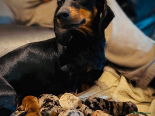 Miniature Dachshund dogs - Advert 35