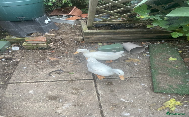 Ducks poultry - Advert 5